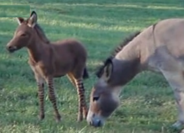 Cross-Between-Donkey-And-Zebra