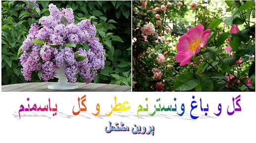 گل یاسمین